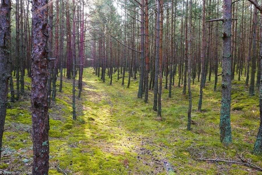 Dworek Bursztynowe Piaski Гданьск Экстерьер фото